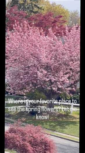 Beautiful Kwanzan Cherry Blossoms Blooming on Long Island! 🌸✨
