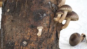 An example of shiitake mushroom growing. A close-up view of the wood-decay fungus that grows on logs. Japanese mushroom with a white stem and flat brown cap - healthy oriental cuisine delicacy.