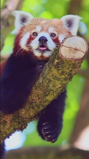 Adorable Red Panda🌸Relaxing Music for Sleep, Stress Relief, Meditation #relaxingvideos #shorts