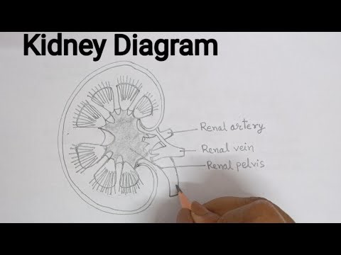 Kidney Diagram step by step / How to Draw Kidney. Internal structure of kidney drawing