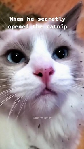 Hilarious Cat Reactions to Catnip Tea | Funny Cats Videos Compilation