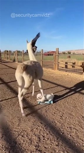 Llama SAVES Puppy From Hawk Attack! #animals #wildanimals #wildlife #funny