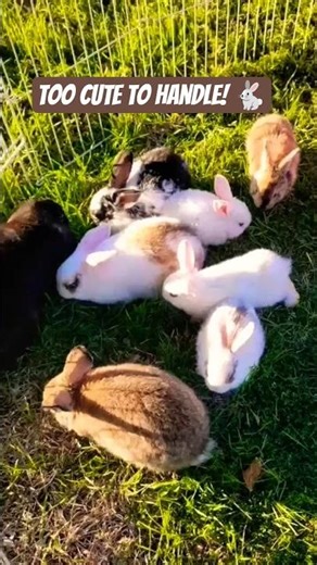 Adorable Bunnies Having Fun Outside 🐰💖 | Cutest Rabbit Moments #Shorts #Bunnies #CuteAnimals