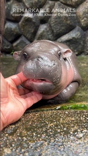 Moo Deng 'the Bouncing Pig'