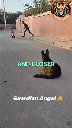 Brave German Shepherd Saves Little Girl from Kidnapper!