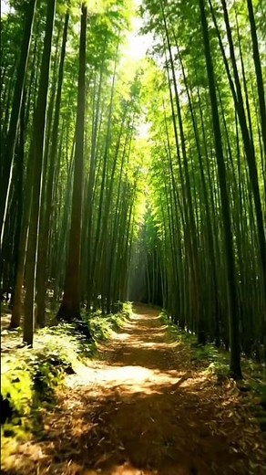 Bamboo Forest Japan – Peaceful & Magical Nature Walk | Japan’s Hidden Beauty