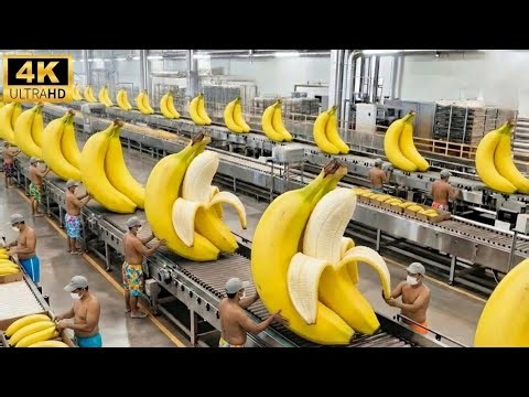 Inside the Largest US Factory: From Raw Bananas to Cargo Plane Export