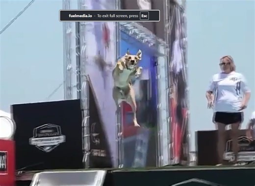 Incredible Dog Challenge returns with canine athletes and new Prime docuseries