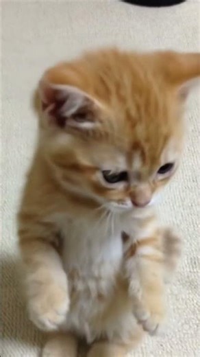 Sad cat crying cartoon #shorts #ai