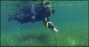 Why Care About Eelgrass? A Swedish Perspective...