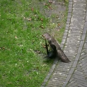 3.4K views · 19 reactions | Sparrow Hawk catches Dove birds #animals #animalsattack #hunting #hawk #birds | Wild World | Facebook