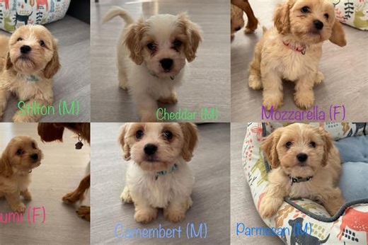 Eight-week-old Cavapoo puppies named after cheese at Northamptonshire rescue centre all find new homes after more than 1,600 apply to adopt