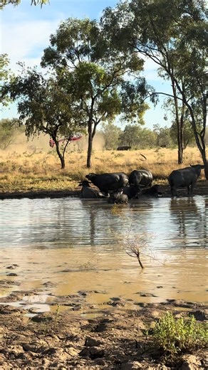 #bullcatching #northernterritory #buffalo #bulls #ringer #helicopter #mustering #contracting