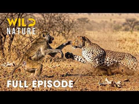 Savage Kingdom (FULL EPISODE) | World’s Deadliest Battles for Survival | Animal documentary