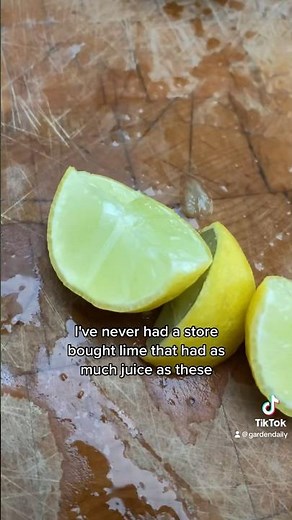 My Mexican lime tree has fruit for every season