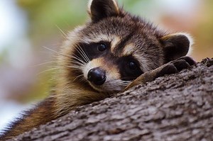 Dead Raccoon Spiritual Meaning: 9 Messages for You