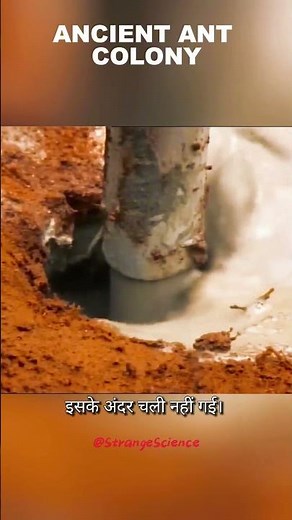 Pouring cement in a ant hill #experimentscience #facts #science #ants #sciencefacts