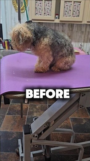 Yorkie Poodle mix dog grooming transformation #puppy #petsalon