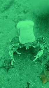Crab wearing a metridium! 🌊 Footage by @cassie.under.water | The Oxygen Project
