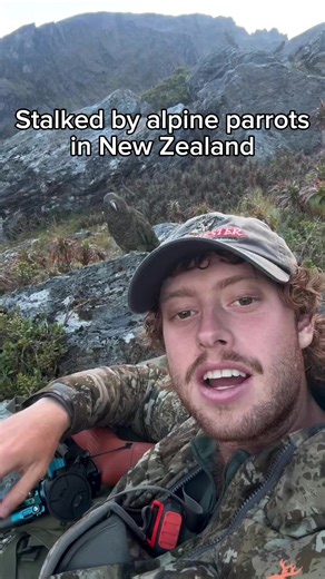 Incredible Alpine Parrots Encounter on Backcountry Adventure