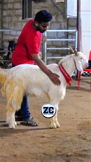 Qurbani Ke Bakre😍 #bakraeid #bakraeid2026 #bakraeidspecial #bakra #goats #trending #biggoats #goat