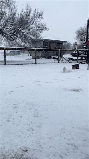 1.9M views · 4K reactions | Burr burr burrrrrr the arctic blast made its way here. Day 1. I put extra bedding in my coops, praying no one gets to cold! #arctic #arcticblast #cold #freezing #snow #ice #chickens #rooster #burr #crow #eagle #owl #hawk #polishchickens #animals #pets #farm #homestead | Kara’s chicken coop | Facebook