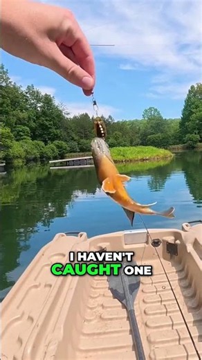 Pond Fishing with Panther Martin Spinners! #fishing #pondfishing