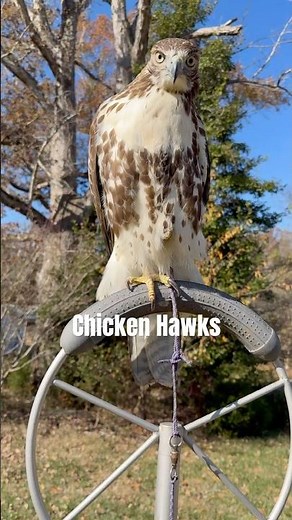 Chicken Hawks
