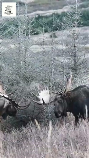 Majestic Bull Moose Roams Wild in Stunning Nature Shots! #wildlife #moose #alaska
