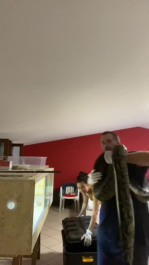 Cleaning routine for our python 😎❤️💎🐍 #snake #snakekeeper #python #pythonmolurusbivittatus #burmesepython #snakebite #bigsnake #ballpython #cornsnake #boacostrictor #pitone #pitonemoluro #serpente #serpentegigante #rettili #reptiles #anfibi #terrarista #terraristica #snakeeat #serpentemangia #snakemorph #burmesepythonmorph #italy