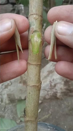 EASY Grafting Techniques You Need to Know Now