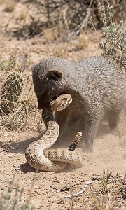 Wild Animals on Reels