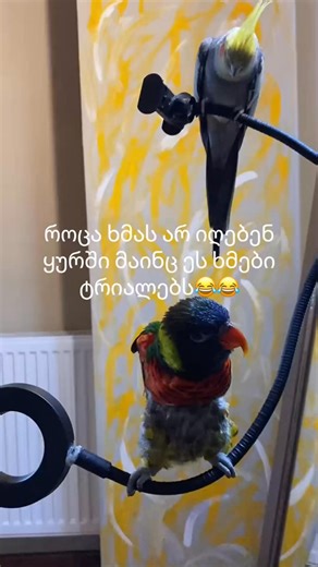 parrot lovebirds birds #bird #parrot | Sarandon Susan | Facebook