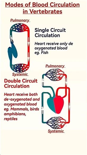 Modes of Blood Circulation in Vertebrates | Circulatory System