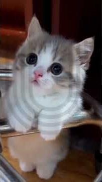 Sleepy Kitten Secrets Revealed