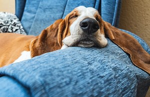 How to Pick Dividend-Paying Stocks