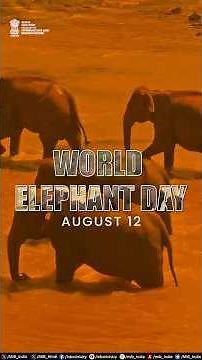 World Elephant Day 2025!