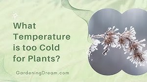 What Temperature is too Cold for Plants