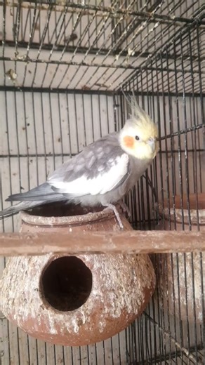 cocktail parrot #parrot #bird #takingparrot #funnyparrot #survival #youtube#youtubeshorts #ytshorts