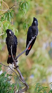 The striking karak / forest red-tailed black cockatoo is an icon of Western Australia’s jarrah forests. Their short, distinctive call sounds like their Noongar name—karak—which you can hear in this video. But these ancient forests, and the species that rely on them, are under threat from mining. Karak are monogamous and live in small family groups. They nest in large tree hollows, raising just one chick at a time—sometimes only once every 2–3 years. But the big old trees they need to survive are