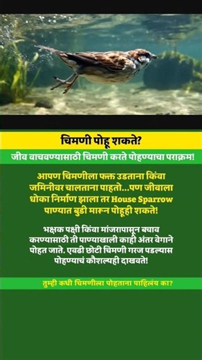 चिमणी पोहू शकते? Can a sparrow swim? 😱🐦💦 #birds #facts #youtubeshorts #indianbirds #ai #birdlife