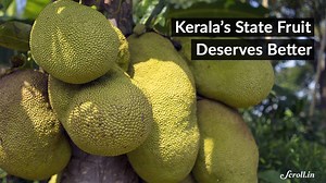 18K views · 334 reactions | The jackfruit is the latest addition to the list of Kerala's state symbols. | Scroll | Facebook