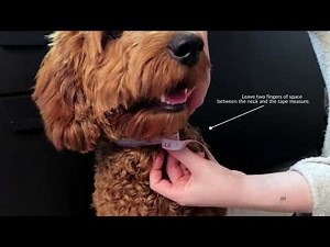 How to measure a dog's neck circumference?