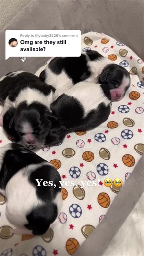 Replying to @lillybaby2226 All Male puppies available! 🐶 #malepuppy #newbornpuppy #MalteseShihTzu #forsale #ncstellarpuppies 💙 Text us on Instagram if interested 🐾 #viral