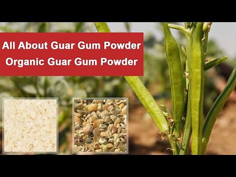 All About Guar Gum Powder Organic Guar Gum Powder