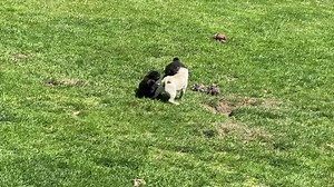 4.3K views · 811 reactions | Pug action 浪. | Happy Pug - Happy Life | Facebook