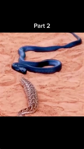 King Snake Eats Another Snake | Wildlife Predator Encounter