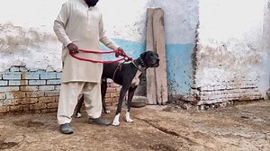 1.5K reactions · 23 shares | Interview of Atif Samdhani Sab | Biggest Bully Dogs Setup in Sialkot | Male And Female | Faisal Pardesi TV | Facebook