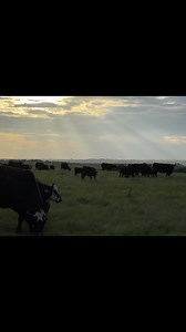 'Cattlemen's Call' by Scott Wolverton sets the tone as ranchers put our Rawhide Portable Corrals to work 🤠 Built for the ones who answer the call...day in and day out #rawhidetough #cattle #livestock #madeintheusa #ranchlife | Rawhide Portable Corral