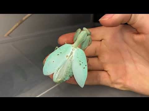 Angry mantis compilation